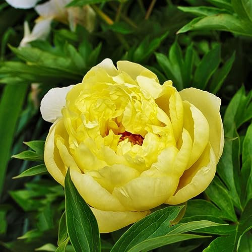 60 pcs pfingstrosen blumen samen - bäume garten winterhart dekopflanzen pfingstrose,Paeonia suffruticosa, bienenweide saatgut blumensamen geschenk deko wohnzimmer modern bienenwiese