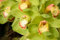 Einzigartiges Farbspiel, Topfpflanzen Das Ganze Jahr üBer. Cymbidium Orchidee Pflanze, Pflegeleicht, Phalaenopsis Orchideen, Winterhart, Kolibri Orchids, Cymbidium-Zwiebeln, 3zwiebeln-H