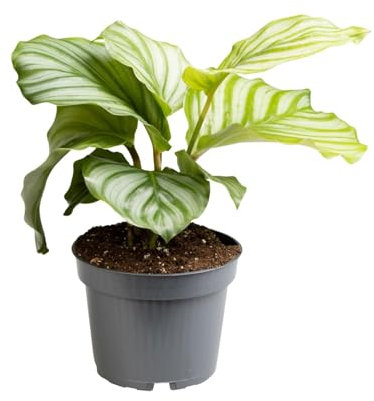 Rundblättrige Glockenblume (Calathea orbifolia) - 25cm - Ø12cm - Zimmerpflanze - Immergrün