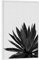 artboxONE Poster mit weißem Rahmen 75x50 cm Natur Ginkgo Palm Black White - Bild Palme Pflanze Agave