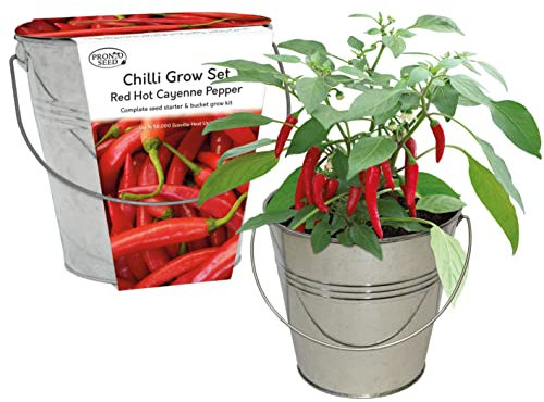 pronto seed Grow Your Own Red Hot Cayenne Chilli Pepper from Seed Kit with Galvanised Bucket Planter - Gardening Gifts Women and Men - Great Beginner Friendly