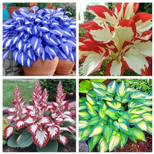 Perennial, Ornamental Flowers, Hosta Bulbs Live, Hosta Plants for Sale, Easy Plant, Wedding Flowers, 4bulbs-c