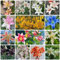 150 Pcs Lilien Samen, Kleine Geschenke, Pflanzensamen Zimmerpflanzen Samen, Lilium Brownii, Blumen Deko Wohnzimmer, Luftreinigende Zimmerpflanzen Dachbegrünung Bodendecker