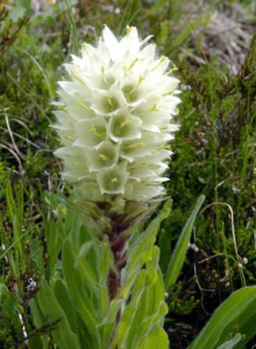 Campanula thyrsoides Yellow 15 Samen Glockenblume