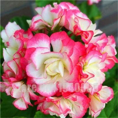 Kalash New 100 PCS Geranium Flower Seeds for Gardening White red