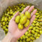 10 pcs olivenbaum samen winterhart, säulenobstbäume, saatgut olivenbaum kaufen (Olea europaea) bodendecker samen winterhart, outdoor pflanzen obst samen, zimmerpflanzen echt balkon