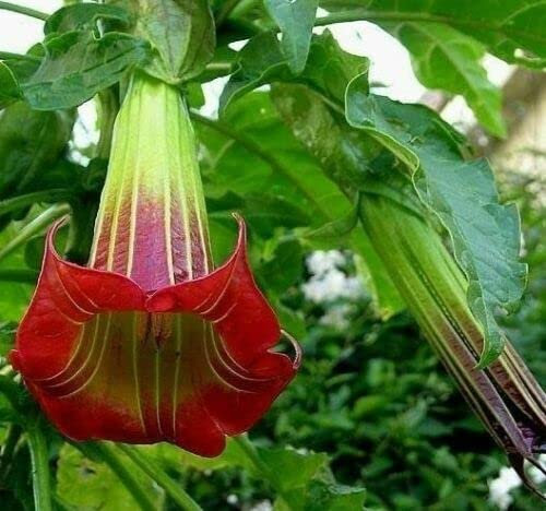 20 Seeds Brugmansia Sanguinea Scarlet Angels Trumpet Datura Unique Red Flower