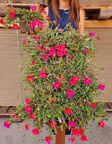 POWERS TO FLOWERS - PORTULACA FUCSIA, 2 PIANTE, vaso 14cm diametro, piante vere
