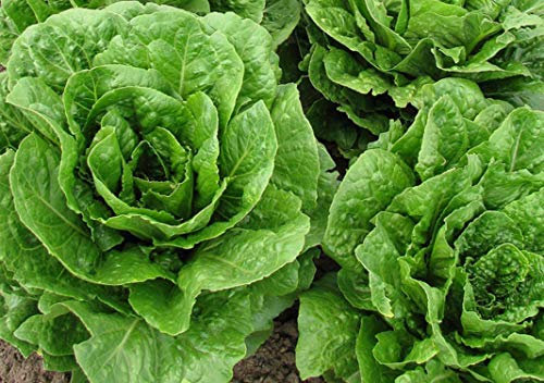250 Romana Lattuga Semi – Vecchia Insalata Verdure – Metodo Biologico