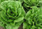 250 Romana Lattuga Semi – Vecchia Insalata Verdure – Metodo Biologico