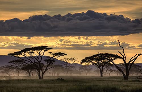 VLIES Fototapete-SAVANNE-(PF6443)-500x280 cm-Landschaft Natur Afrika Sand Feld Wiese See Strand Bäume Blumen Panorama Wandbild XXL Poster Moderne Tapete