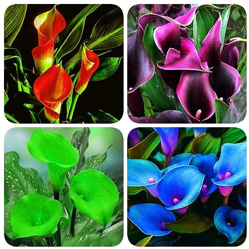 2 Pcs Calla Zwiebeln, Kleine Geschenke Plants, Frühlingsblumen Zwiebeln Calla Lilien Zwiebeln, Zantedeschia Aethiopica, Stauden Winterhart Mehrjährig, Blumen Balkon Geschenke Für Gärtner