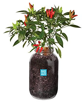 Windowsill Planter: Chili