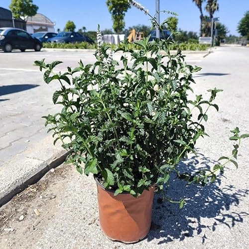 Pianta Menta Piperita