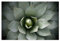 artboxONE Poster 45x30 cm Natur Agavenherz hellgrün hochwertiger Design Kunstdruck - Bild Agave Agave Blatt