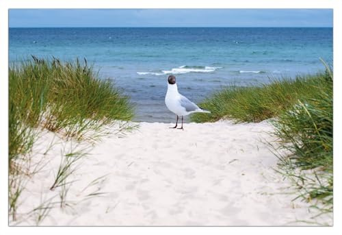 Wallario Poster - Möwe auf der Düne in Premiumqualität, Größe: 61 x 91,5 cm (Maxiposter)