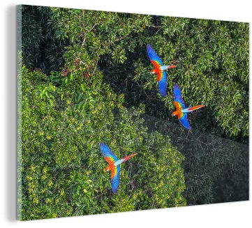 Glasbild Glasfoto Wandbild Bilder Deko 60x40 cm Dschungel - Baum - Papagei - Jungen - Mädchen - Kinder