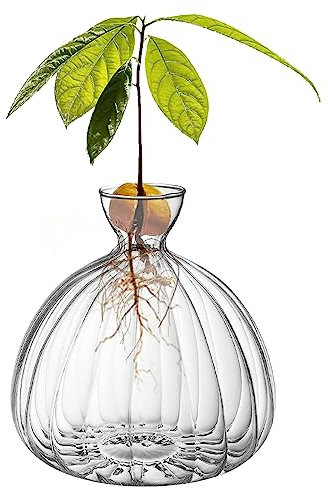Vase de démarrage de graines d'avocat, vase à fleurs d'avocat en verre, kit de culture d'avocat, démarrage de germes d'avocat, cultiver votre propre avocat, vase hydroponique pour plantes d'avocat