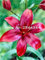 7: Großes Angebot 100 semi/lotto Hybrid-Lilie-Blumensamen Hemerocallis-Lilie Zimmermöbel für den Garten