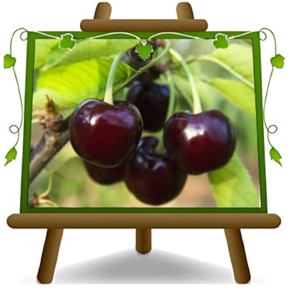 EURO PLANTS VIVAI Ciliegio Amarena Nera del Piemonte pianta età 4 anni | Ciliegio acido pianta da frutto autofertile vaso 24/26 cm Altezza: 160~180 cm