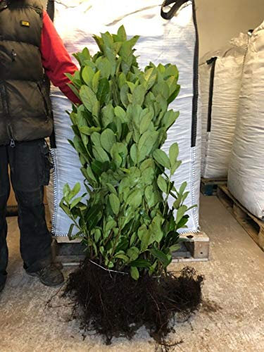 60 Cherry Laurel Hedging 2-3ft Evergreen Plants Bare Root Multi Stem A+ Grade