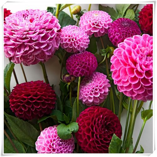 Dahlia Pompon, Winterhartes Pflanzen, Dahlien knollen, Dahlien Knollen Groß, Romantische Dahlie, Dahlien Knollen Winterharte MehrjäHrig-2 Zwiebeln-E