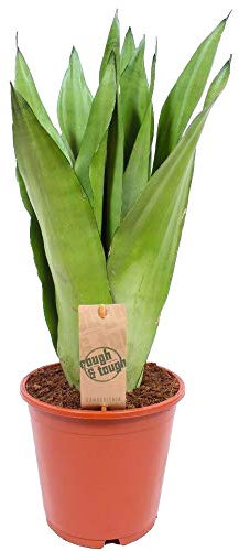 Sansevieria Moonshine | Pianta Serpente per Interni per Casa o Ufficio (30-40 cm Vaso Incl.)