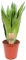 Sansevieria Moonshine | Zimmerpflanze für Zuhause oder das Büro, Schlangenpflanze (30-40cm Inkl. Topf)
