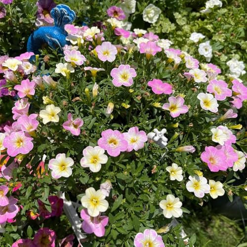 Zauberglöckchen samen (Calibrachoa elegans), blumen garten，pflanzen für draußen blumensamen geschenk，garten pflanzen deko garten，ausgefallene geschenke pflanzensamen，langer Blütezeit 350pcs
