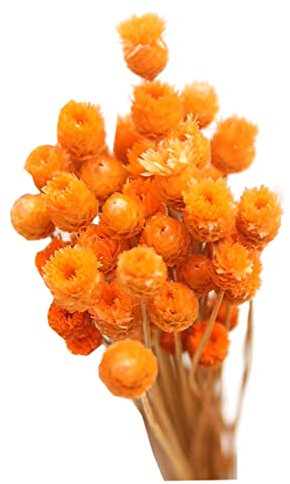 Bouquet Di Margherite Secche Fiori Secchi Naturali Decorazione In Vaso Tavolo Floreale 50 Steli Fiori Secchi Naturali Arancioni Bouquet Di Fiori Secchi Fiori Finti Per Decorazione In Vaso Bouquet Di M
