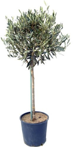 Large Mature 150-160cm Mediterranean Olive Tree 'Olea Europa' Established Plants. Ornamental and winter hardy. Gift wrap available. Ideal for pots or ground planting