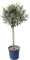Large Mature 150-160cm Mediterranean Olive Tree 'Olea Europa' Established Plants. Ornamental and winter hardy. Gift wrap available. Ideal for pots or ground planting