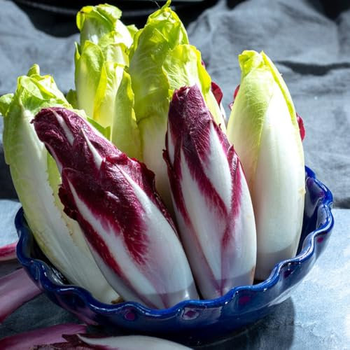 50 piezas Semillas de achicoria - Radicchio - Semillas de hortalizas antiguas para decoración de oficina. Semillas de Achicoria Orgánicas semillas de hortalizas decoración salón techo