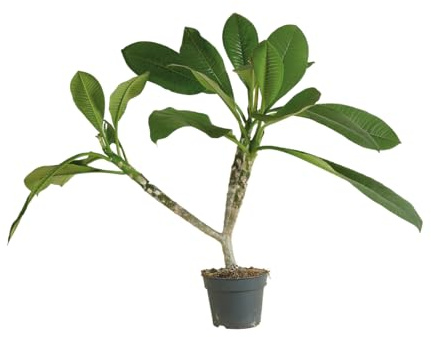 Bloomique - Plumeria Frangipani - Tempelbaum - Blühende Zimmerpflanzen - Herrlich duftende Blüten - Luftreinigend - Höhe 60-70 cm - Topf 17 cm