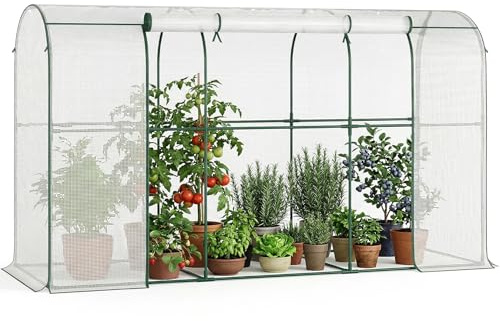 ZIKEBTUY Gewächshaus - 300x100x170 cm Begehbarer Tomatengewächshaus | Foliengewächshaus für Pflanzen - Stabil, UV-Beständig, Optimales Pflanzenwachstum - Frühbeet, Gemüse, Blumen, Obst