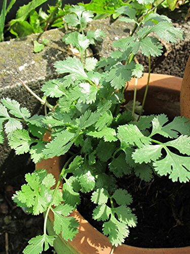 Perifollo liso (Anthriscus cerefolium) - aprox. 500 semillas