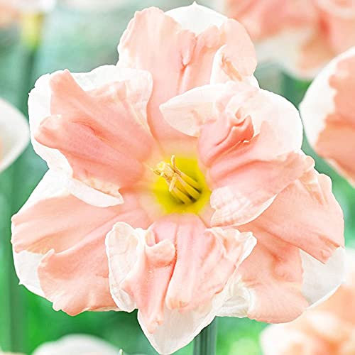 COOTO Garden 5x Narzissen zwiebeln rosa Frühlingsblumen Narzissen blumenzwiebeln Gartenblumen Narzisse Apricot Whirl