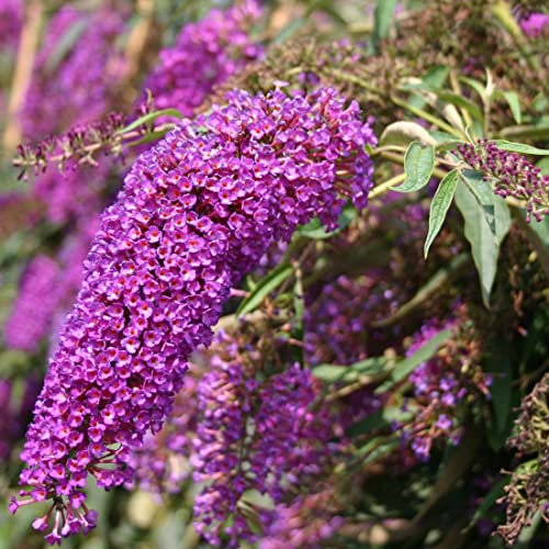 3 x Sommerflieder 'Nanho Purple' - Buddleja Davidii 40-60 cm im Container - Großen Rispen mit tiefblau-violetten bis violetten Blüten