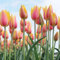 10 pcs tulpenzwiebeln kaufen, blumenzwiebeln mehrjährig winterhart tulpen wildtulpen zwiebeln blumenzwiebeln zwiebel frühblüher wildblumen zwiebeln winterhart mehrjährig bodendecker