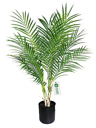 BEESAMENATURE Kunstpflanzen Style1 Kunststoff-Palme, 76,2 cm hoch
