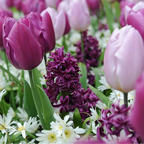 Tulip, Hyacinth and Anemone Collection Hardy Bulbs Mix of Stunning Spring Colours Lovely Spring Fragrance Low Maintenance Easy to Grow 30 Bulbs by Thompson and Morgan