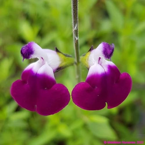 Salvia ‘Amethyst Lips’- Salvia That is Ready to Plant Out- Comes Back Every Year (Hardy) - Flowers from Summer to Autumn- Loved by Bees (Middleton Nurseries) (P9(9cm Pot))