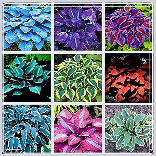 Hosta Zwiebeln Hosta Pflanze Hosta Pflanze Winterhart Funkien Winterhart MehrjäHrig Funkien Zwiebeln Funkien Knollen,Gärten Geschenk bereit,Professionelle Bepflanzung-6zwiebeln-a