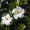 Sanderi Blumensamen 100 Stück weiß