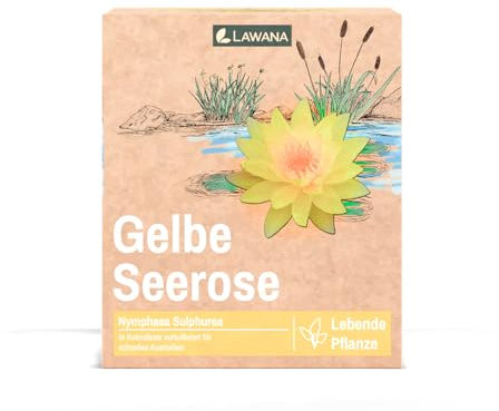 Lawana Seerose Nymphaea Sulphurea Gelb - in Kokosfasern vorgewachsene Seerose