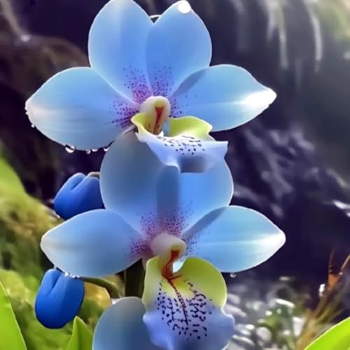 Cymbidium blumenzwiebeln,Winterhart,Cymbidium Pflanzen Mehrjährig,Kolibri Orchids,Cymbidium orchidee Pflanze,phalaenopsis orchidee echt,Orchideen Pflanzen,phalaenopsis orchideen.-3zwiebeln-F