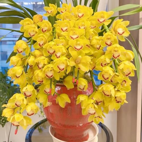 Cymbidium Bulbs,Cymbidium Orchid Plants Outdoor,Wedding,Garden,Ornamental,Hardy Perennial-3Bulbs