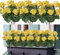 Weldomcor 3 Flores Artificiales, Flores de Geranios de Seda con Hojas Verdes, Ramo de Geranios Falsa Realista para Jardín, Hogar, Oficina, Fiesta, Boda, decoración de Centro de Mesa (Amarillo)