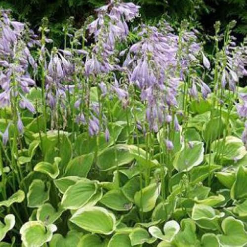 12 unità Hosta 'Golden Tiara' - Hosta Vaso 9x9cm ±1 m² - Pianta con Foglie Dorate per Aiuole e Contenitori
