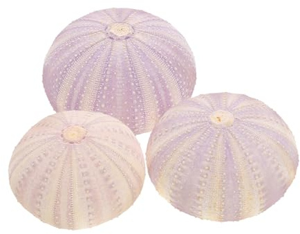 IMIKEYA Lot de 3 Coquilles D’oursin Naturelles Séchées, Ornement Décoratif Portable pour Balcon et Rebord de Fenêtre, Style Élégant et Créatif Couleur Aléatoire